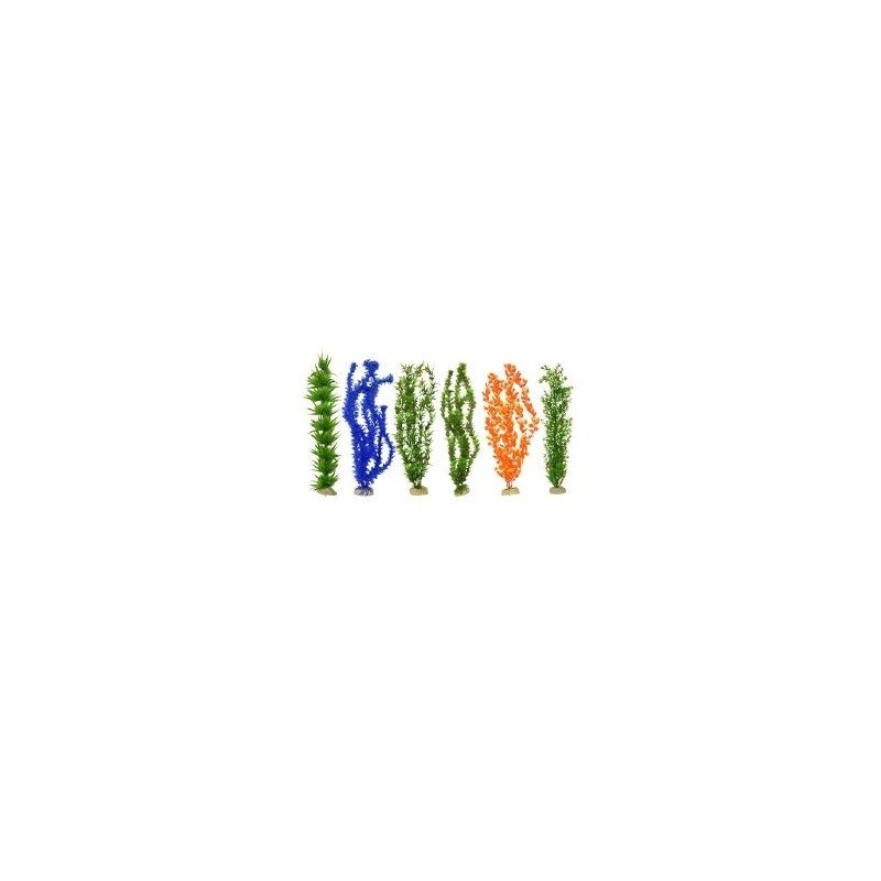 PLANTA IMPORTADA SUNNY 20  (6 PLANTAS)3