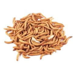 LARVA DE TENEBRIO