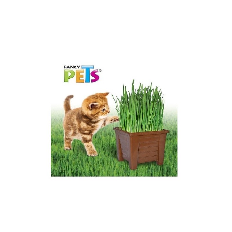 PASTO P/GATOS CON MACETA FANCY PETS