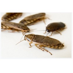 CUCARACHA LOBSTER