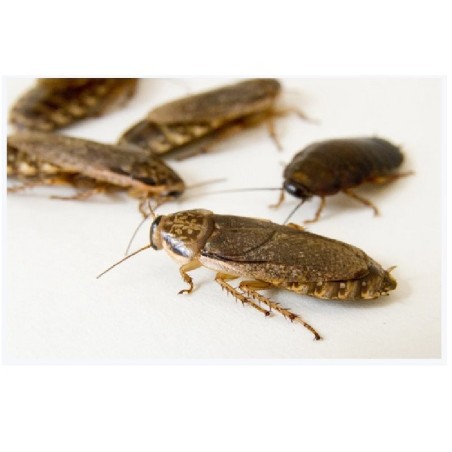CUCARACHA LOBSTER