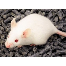 RATON ARABE
