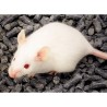 RATON ARABE