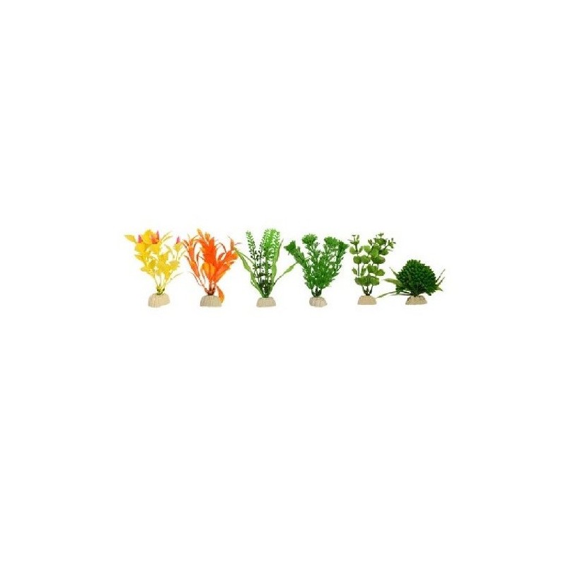 PLANTA IMPORTADA SUNNY 4  (6 PLANTAS)