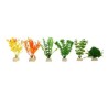 PLANTA IMPORTADA SUNNY 4  (6 PLANTAS)