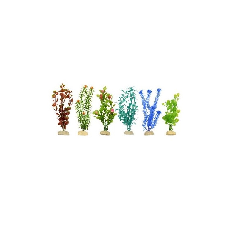 PLANTA IMPORTADA SUNNY 8  (6 PLANTAS)