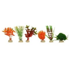 PLANTA SUNNY MINI SURTIDA 2 10PZAS.