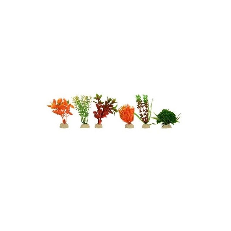 PLANTA SUNNY MINI SURTIDA 2 10PZAS.