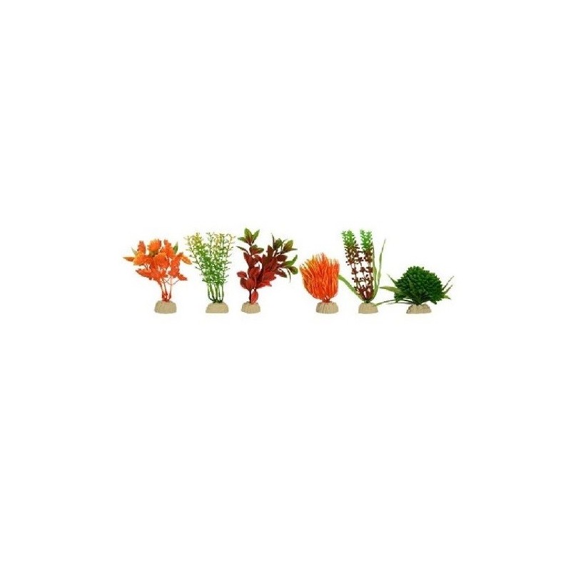 PLANTA SUNNY IMP BOLSA NARANJA 4  6 PZAS