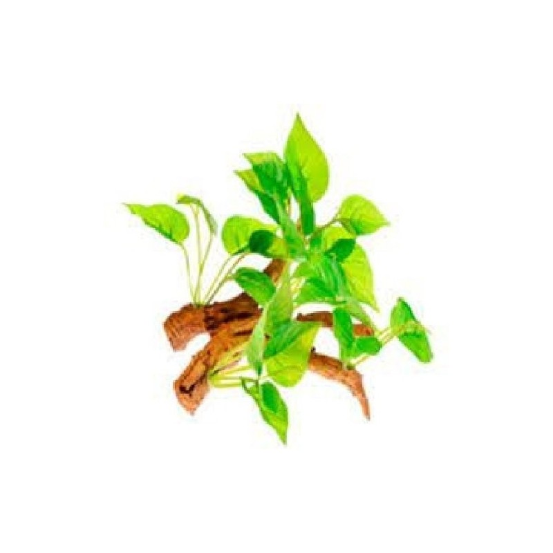 RAIZ C/PLANTAS #3 15X10X14CM