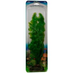 PLANTA ROSAL ESP/VALISNERIA 33 CMS.