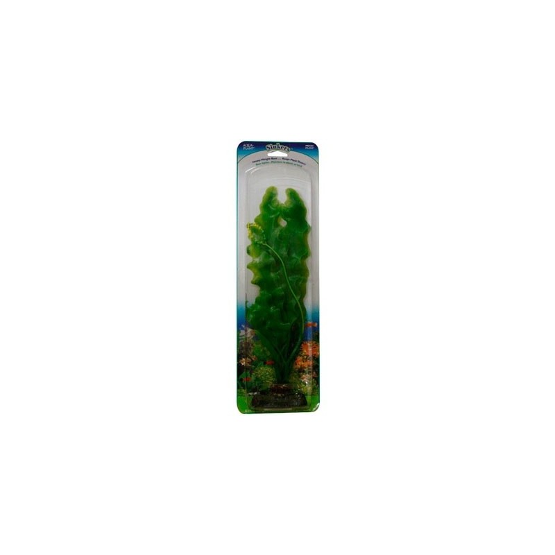 PLANTA ROSAL ESP/VALISNERIA 33 CMS.