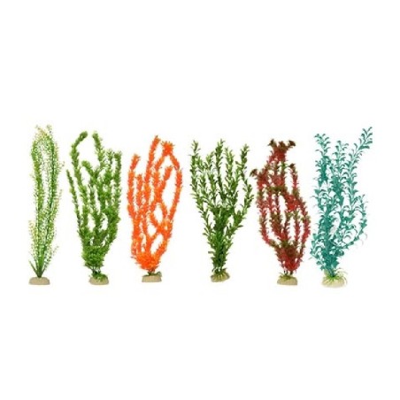 PLANTA IMPORTADA SUNNY 20 (6 PLANTAS)1