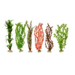 PLANTA IMPORTADA SUNNY 20 (6 PLANTAS)2