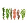 PLANTA IMPORTADA SUNNY 20 (6 PLANTAS)2