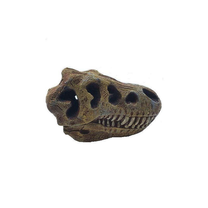 AD. CRANEO DE T. REX HUECO