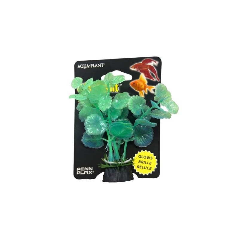 PLANTA QUE BRILLA EN LA OSCURIDAD 10 CM.