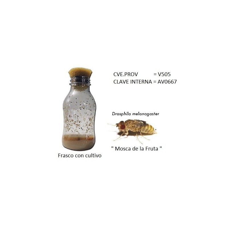 MOSCA DE LA FRUTA DROSOPHILA CULTIVO