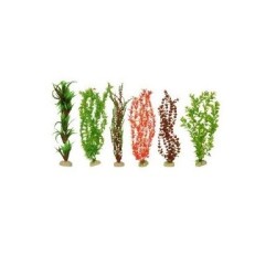 PLANTA IMPORTADA SUNNY 20  (6 PLANTAS)2