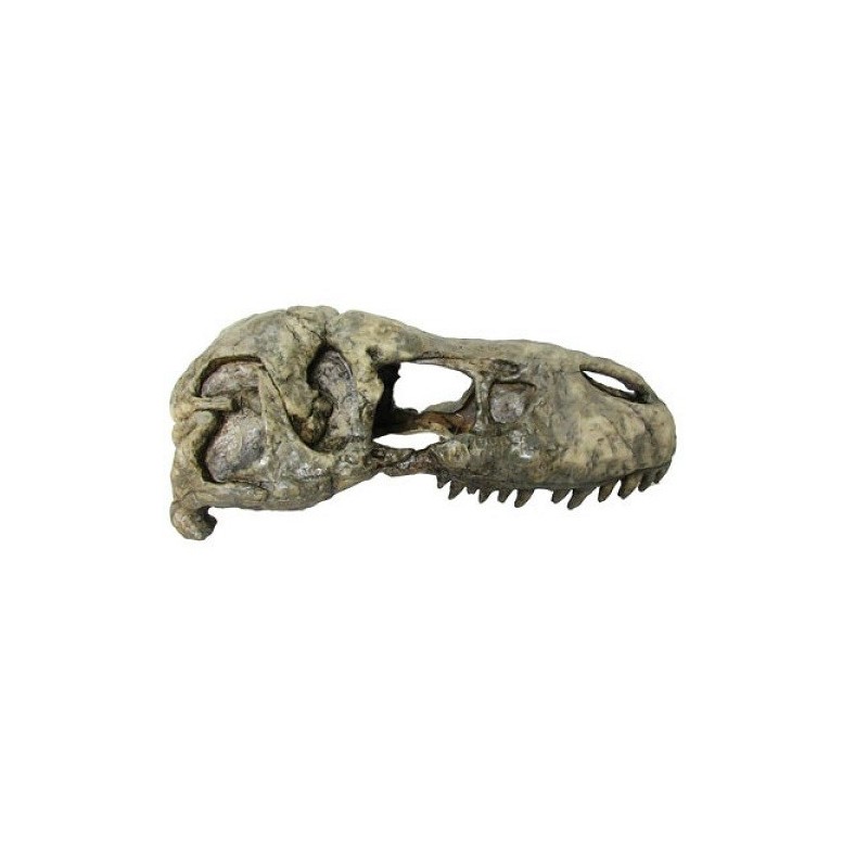 CABEZA REX