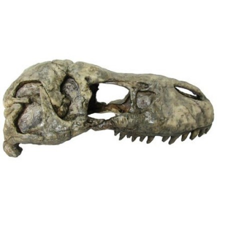 CABEZA REX