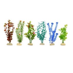 PLANTA IMPORTADA SUNNY 8  (6 PLANTAS)