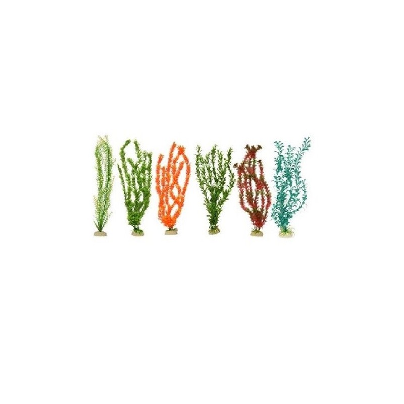 PLANTA IMPORTADA SUNNY 20  (6 PLANTAS)1