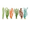 PLANTA IMPORTADA SUNNY 20  (6 PLANTAS)1