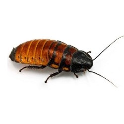 CUCARACHA DE MADAGASCAR