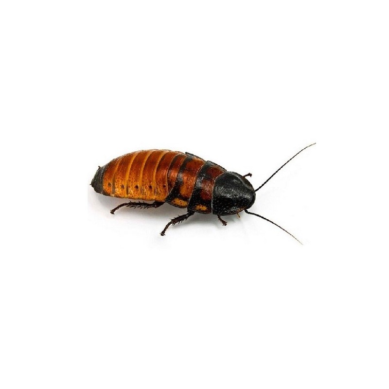 CUCARACHA DE MADAGASCAR