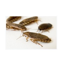CUCARACHA LOBSTER