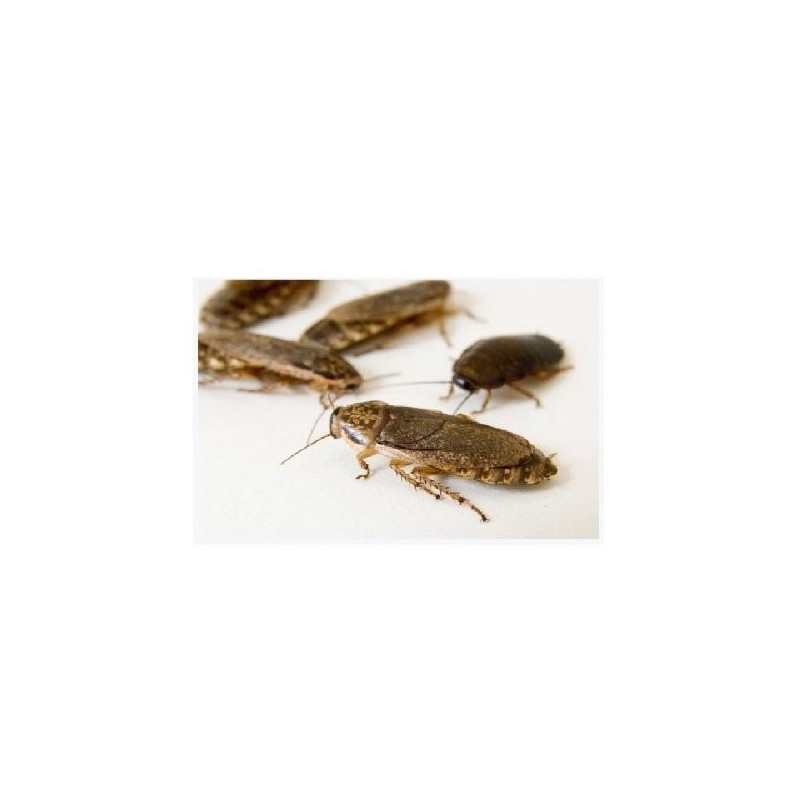 CUCARACHA LOBSTER