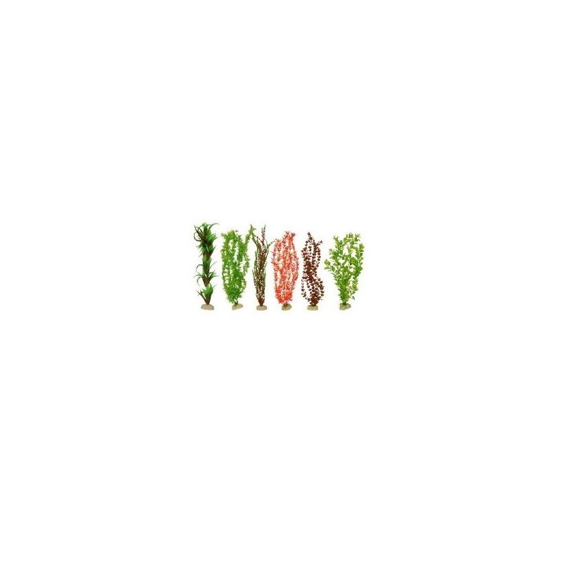 PLANTA IMPORTADA SUNNY 20  (6 PLANTAS)2