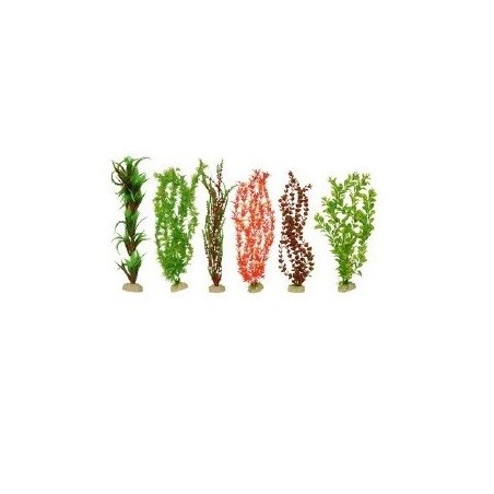PLANTA IMPORTADA SUNNY 20  (6 PLANTAS)2