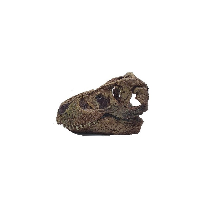AD. CRANEO DE T. REX DE ACCION