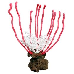 PIEDRA CORAL