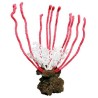 PIEDRA CORAL